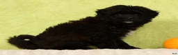 Pomapoo dogs for sale: Chelsey - Ad 6