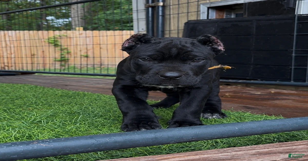 London Cane Corso for sale in Lusby | Lancaster Puppies