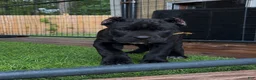 Cane Corso dogs for sale: London - Ad 2