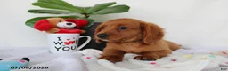 Cavapoo dogs for sale: Skyler - Ad 3