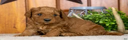 Miniature Poodle dogs for sale: Pam - Ad 3