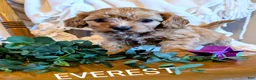 Cavapoo dogs for sale: EVEREST - Ad 1