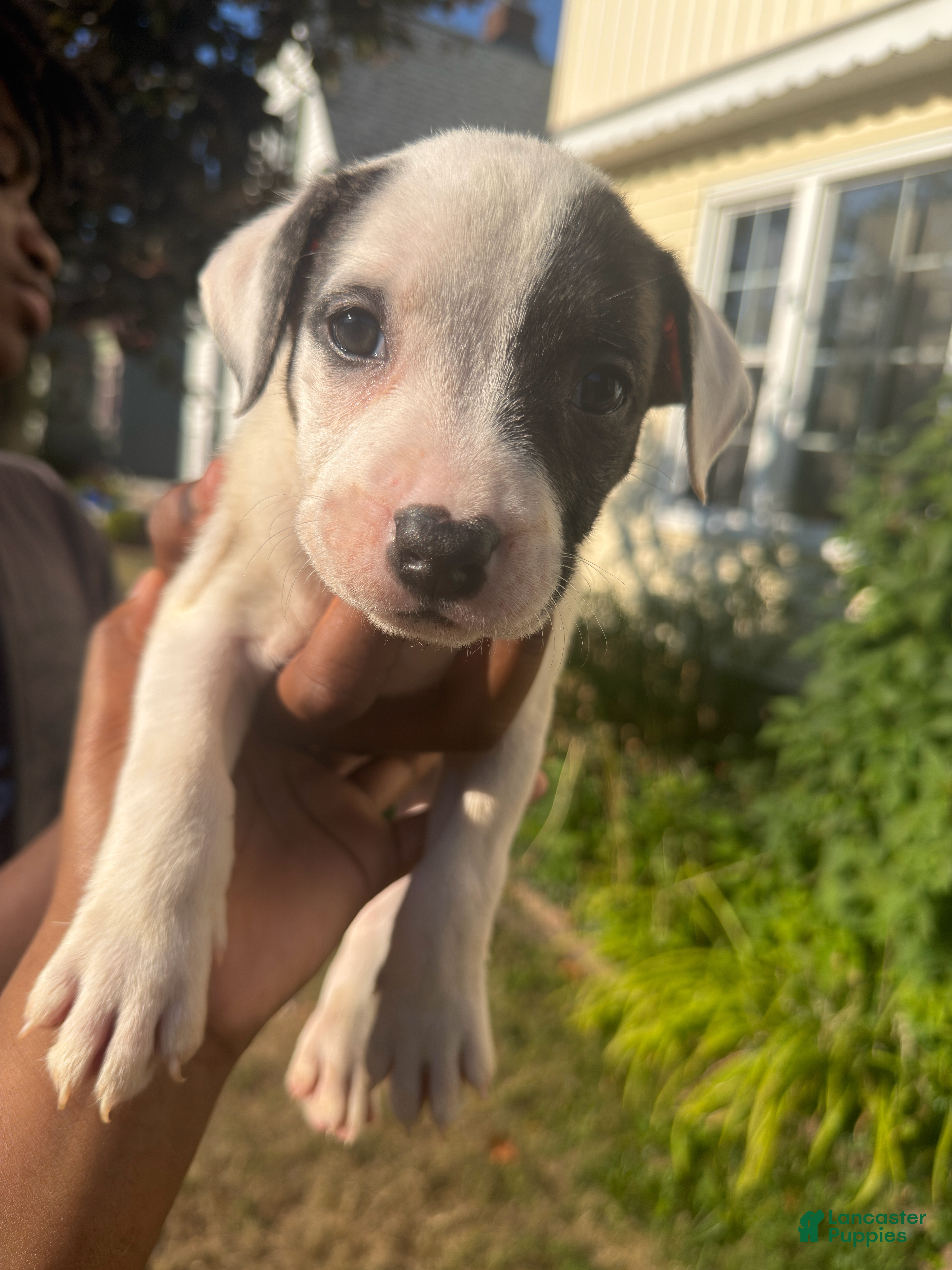 American Pit Bull Terrier dogs Stormie (girl)  - Ad 1