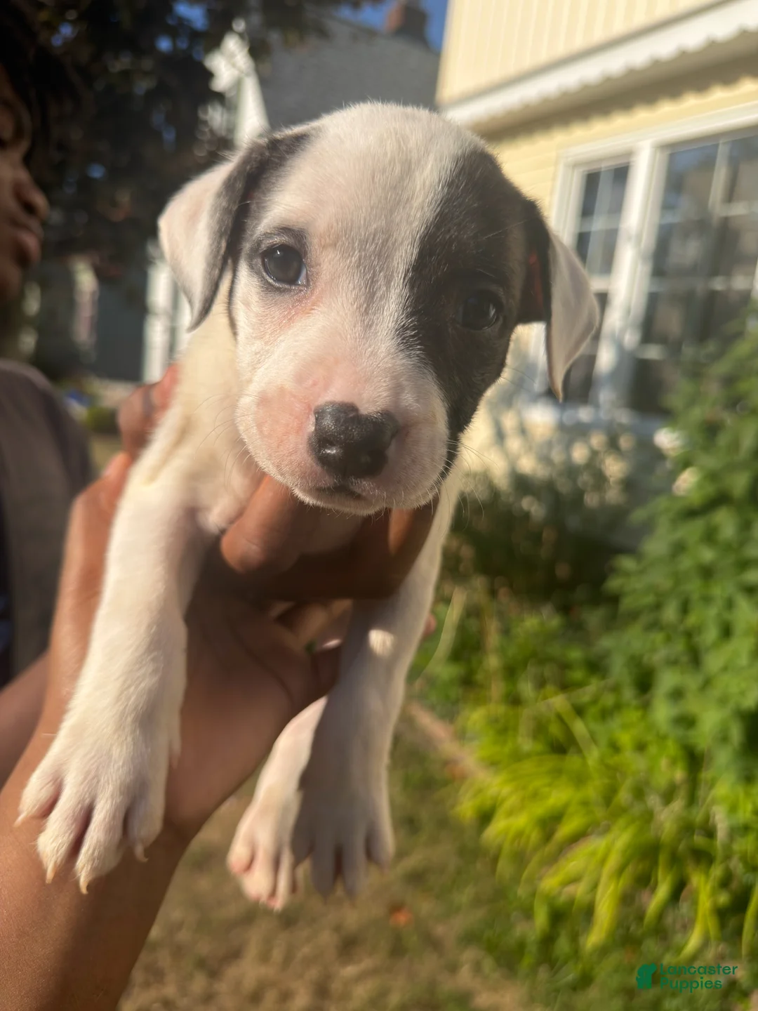 American Pit Bull Terrier dogs for sale: Stormie (girl)  - Ad 1
