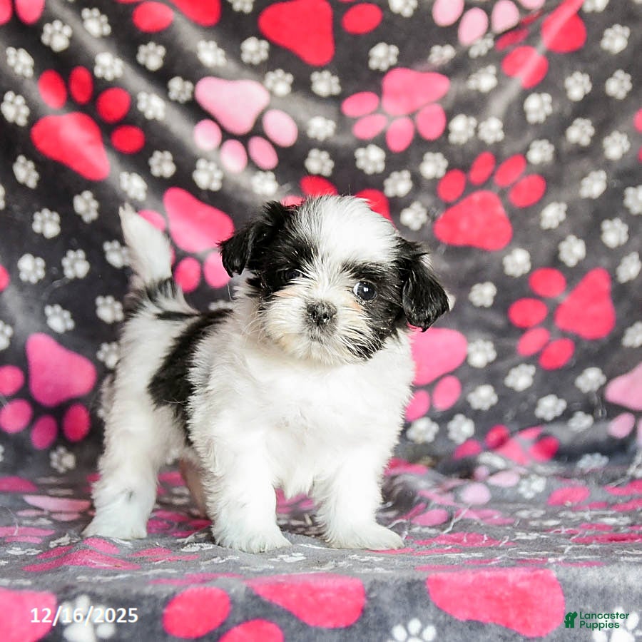 Shih Tzu dogs Star - Ad 28
