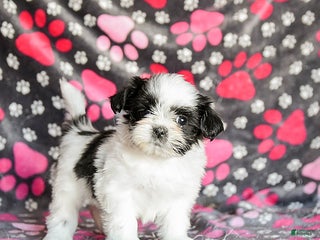 Shih Tzu dogs Star - Ad 4