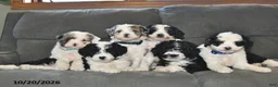Bernedoodle dogs for sale: Bella   - Ad 5