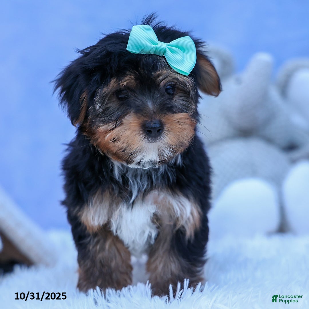 Yorkshire Terrier dogs for sale: Chip - Ad 11