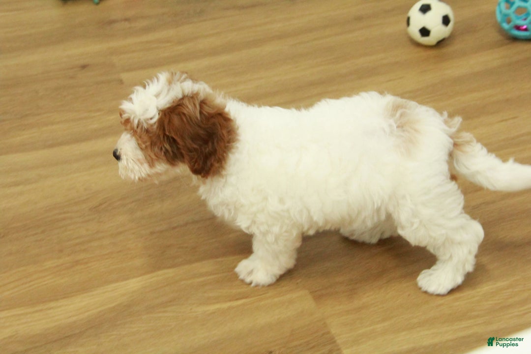 Cavapoo dogs for sale: Mia - Ad 6