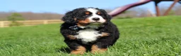 Bernese Mountain Dog dogs for sale: Crooked Jim - Ad 13