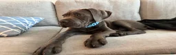 Cane Corso dogs for sale: Cane Corso Puppy 1 - Ad 4