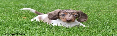 Buster