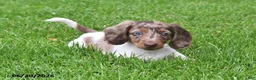 Miniature Dachshund dogs for sale: Buster - Ad 1