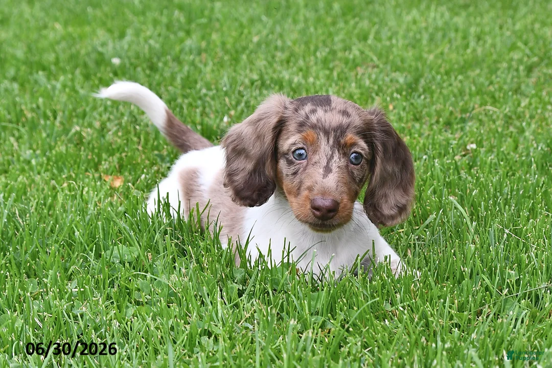 Miniature Dachshund dogs for sale: Buster - Ad 1