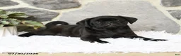 Pug dogs for sale: Bouncer - Ad 4
