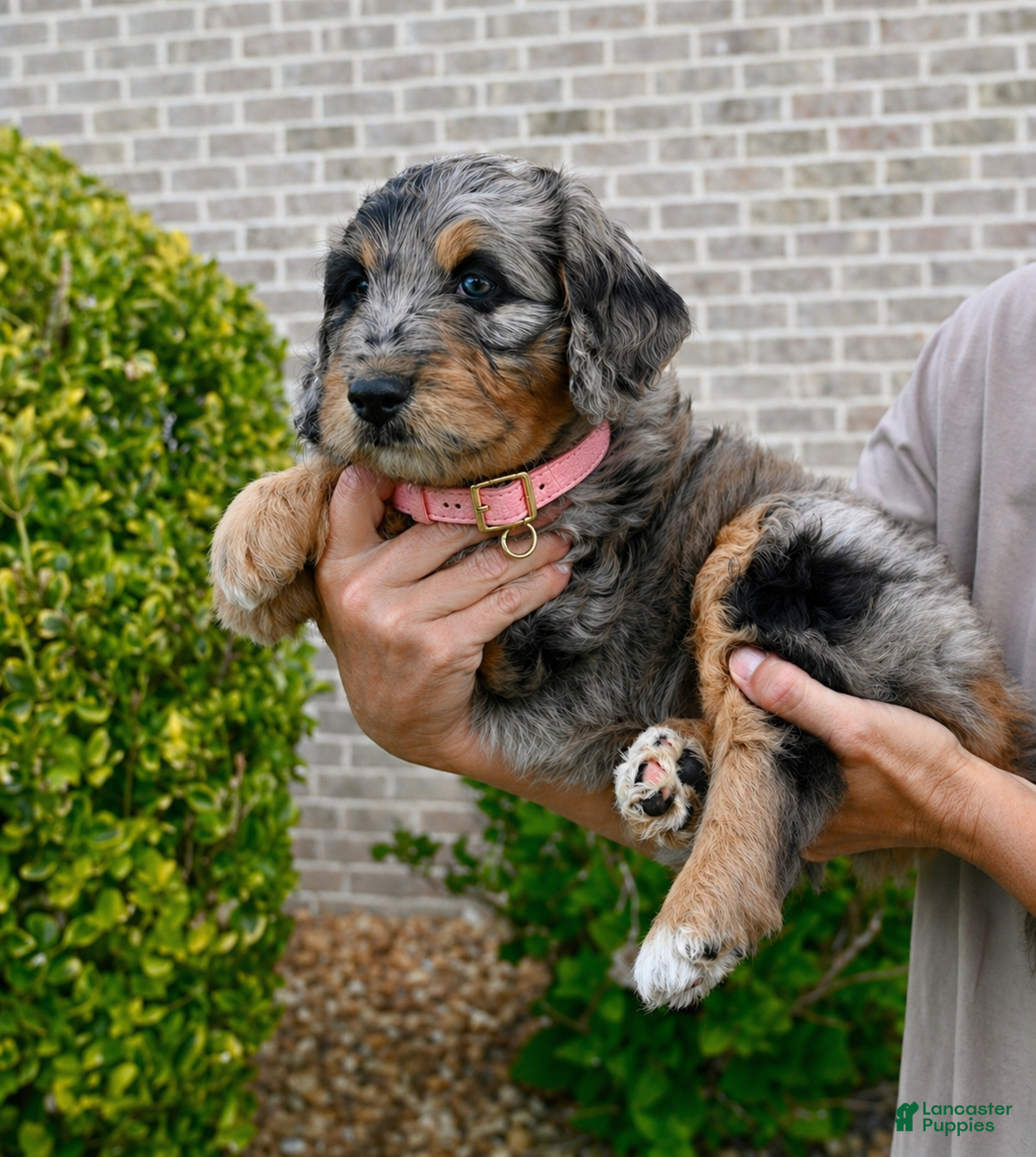 Aussiedoodle dogs Aussiedoodle Puppy 3 - Ad 26