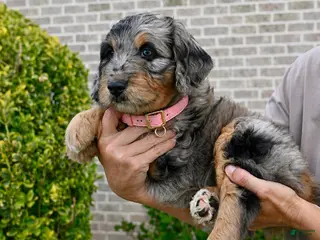 Aussiedoodle dogs Aussiedoodle Puppy 3 - Ad 17