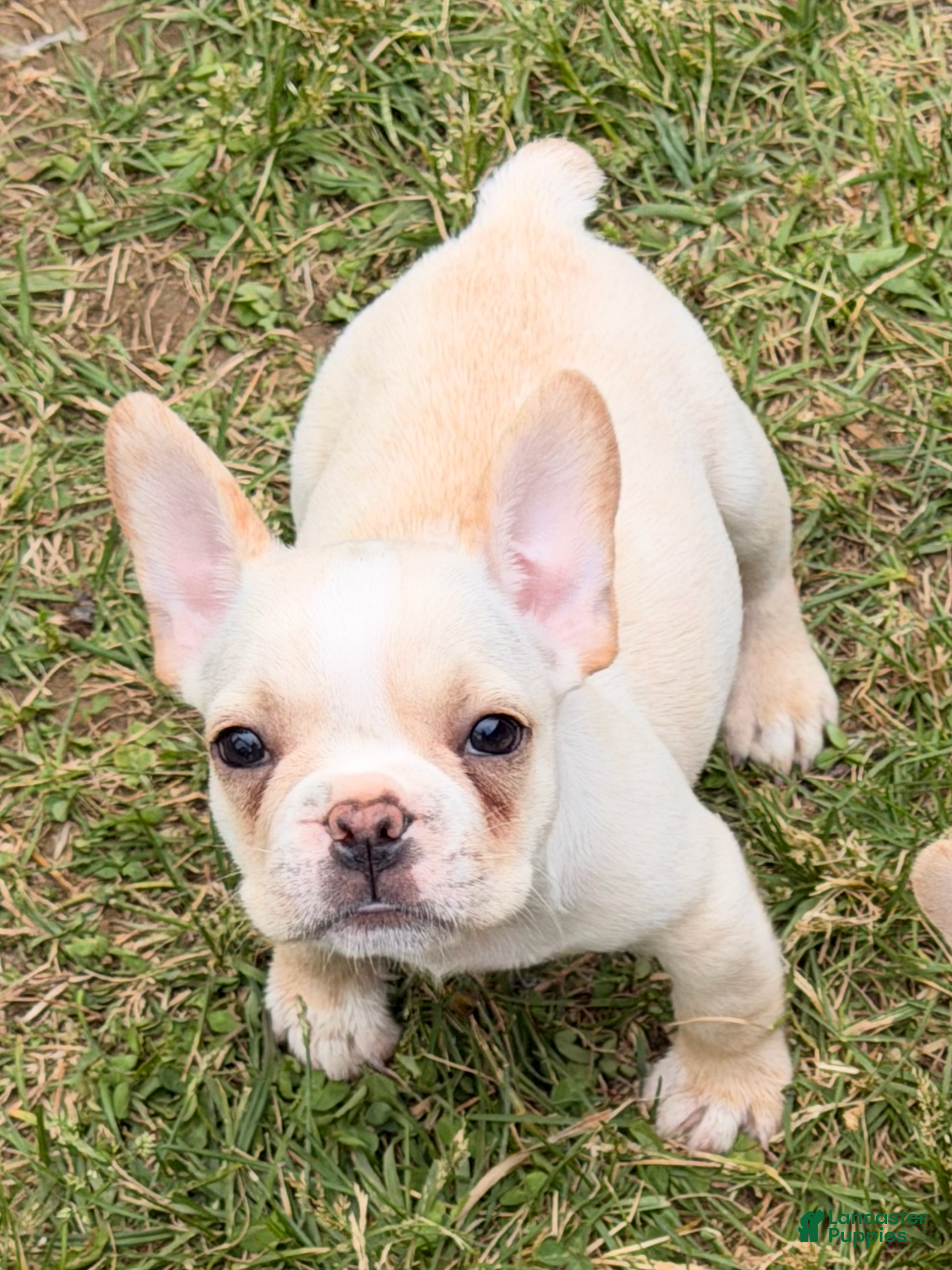 French Bulldog dogs Cooper Puppy 3 - Ad 2