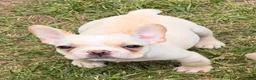 French Bulldog dogs for sale: Cooper Puppy 3 - Ad 2