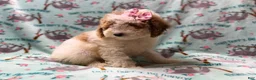 Miniature Poodle dogs for sale: Taffy - Ad 2