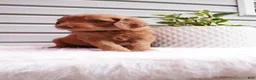 Goldendoodle dogs for sale: Pickles  - Ad 4