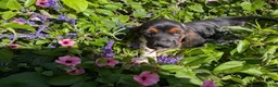 Basset Hound dogs for sale: Ginger - Ad 6