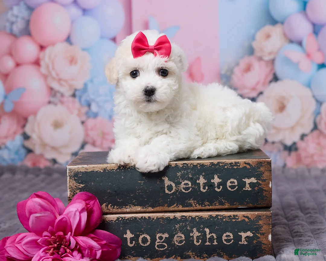 Bichon Frise dogs for sale: Lily - Ad 1