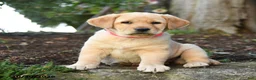 Labrador Retriever dogs for sale: Ariel - Ad 1