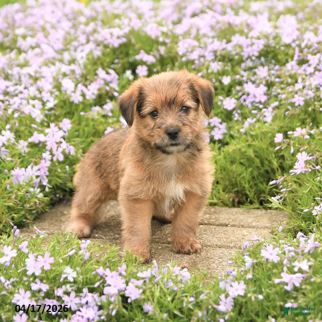 Mixed Breed dogs for sale: Duke - Ad 3