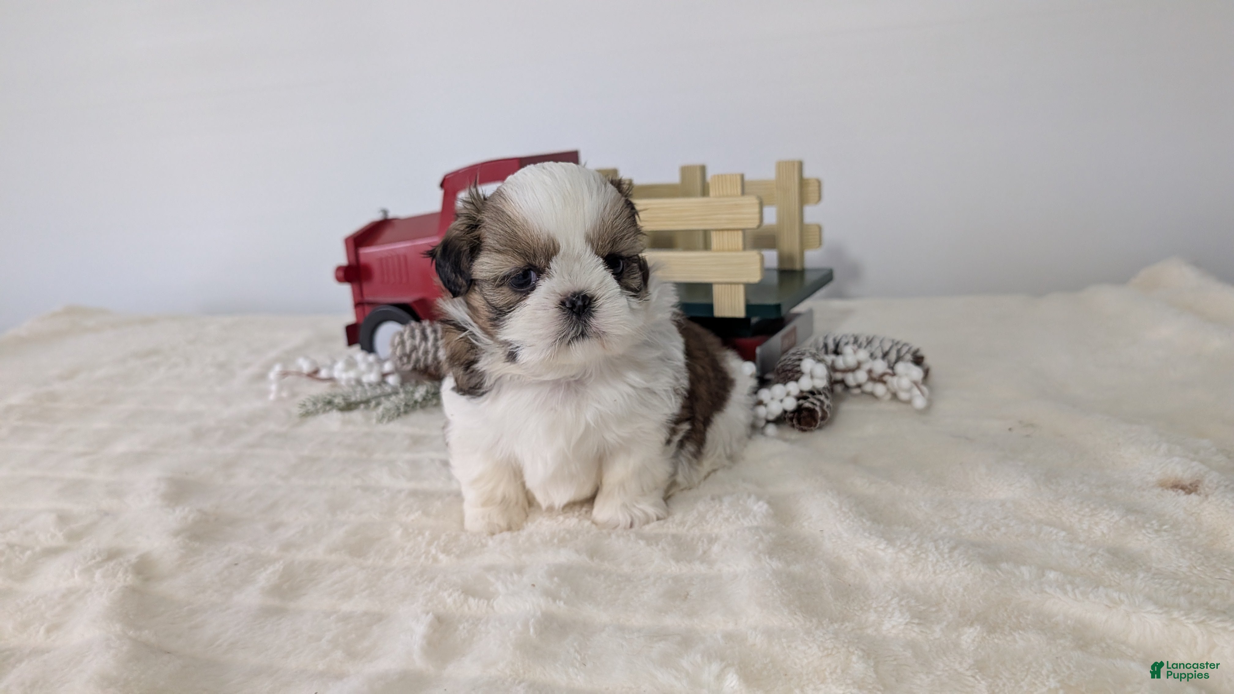 Shih Tzu dogs Tripp  - Ad 3