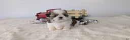 Shih Tzu dogs for sale: Tripp  - Ad 3