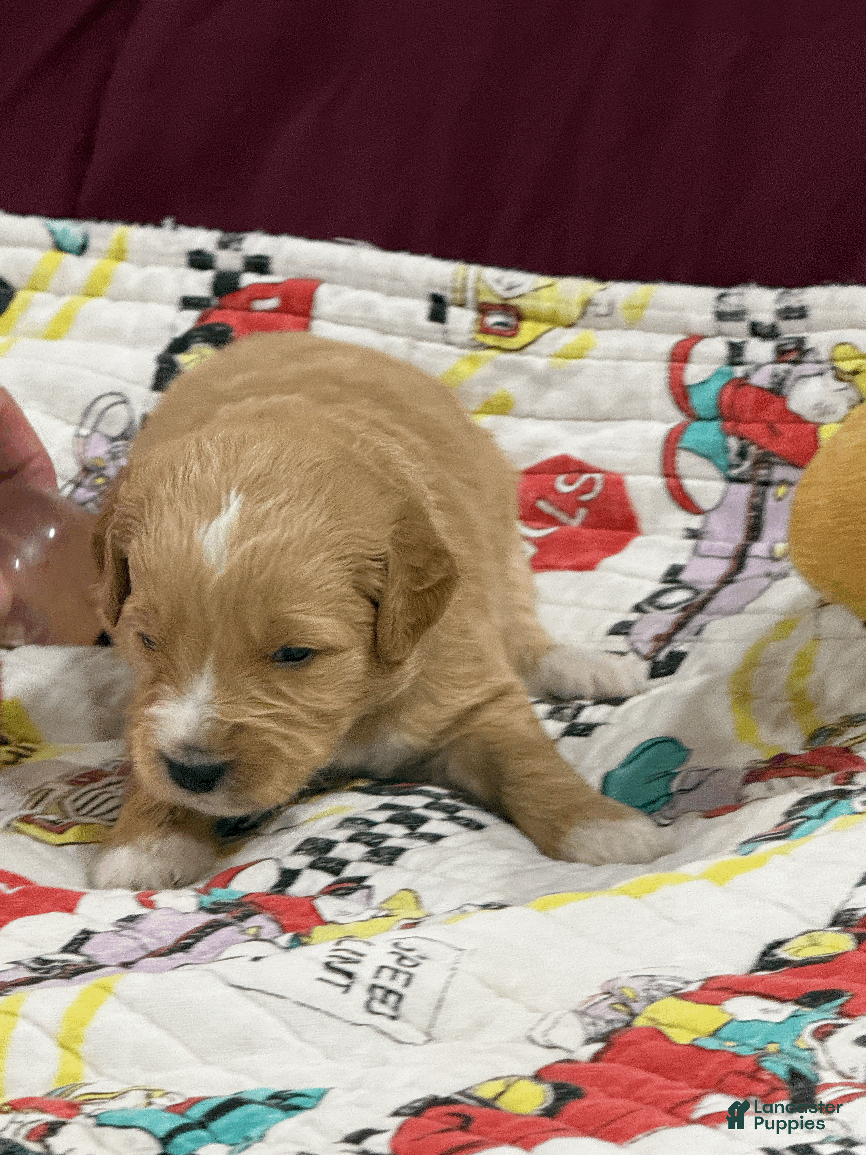 Goldendoodle dogs Blue - Ad 1