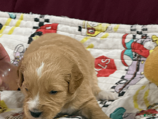 Goldendoodle dogs for sale: Blue - Ad 1