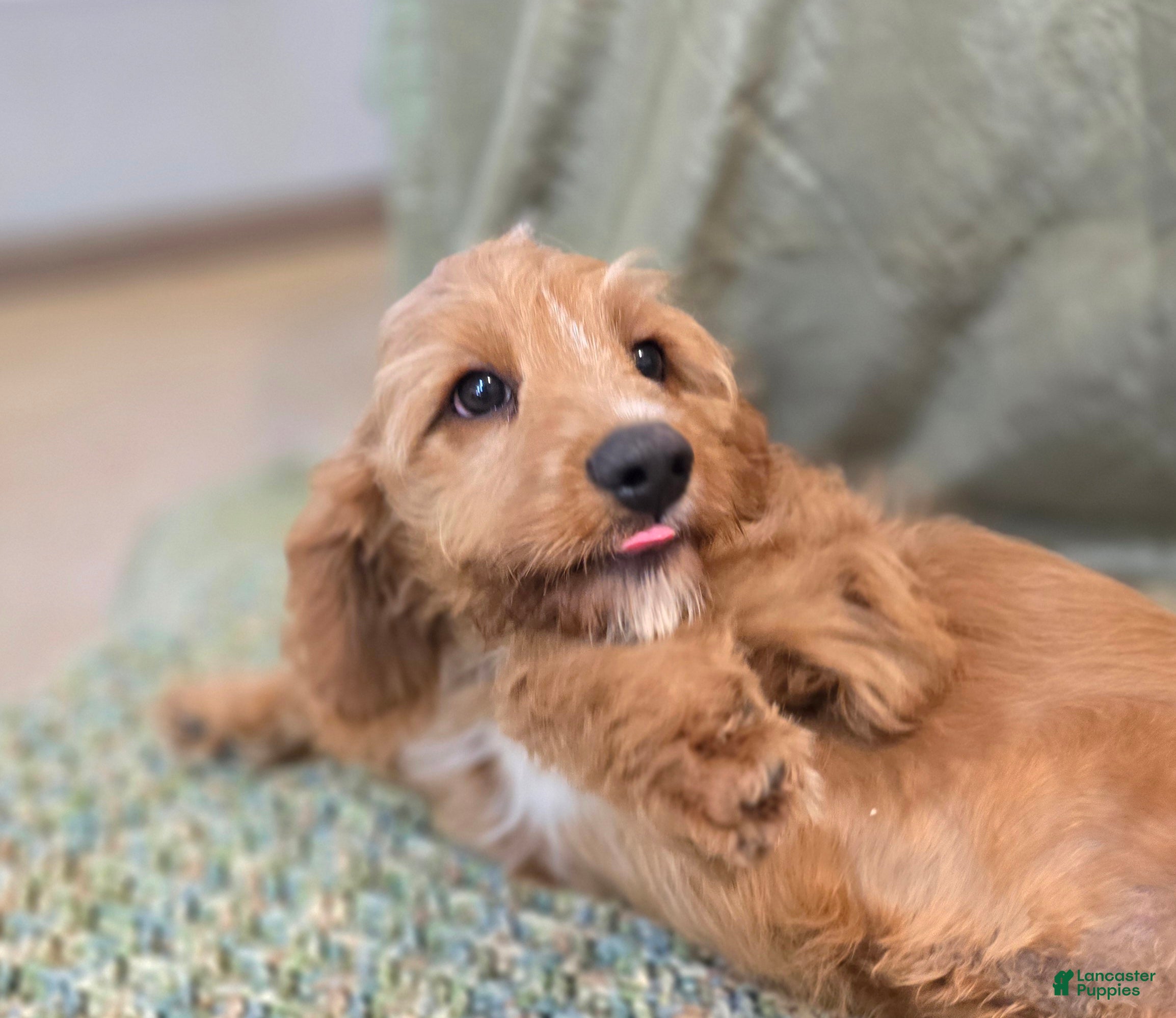 Cavapoo dogs Glacier - Ad 24