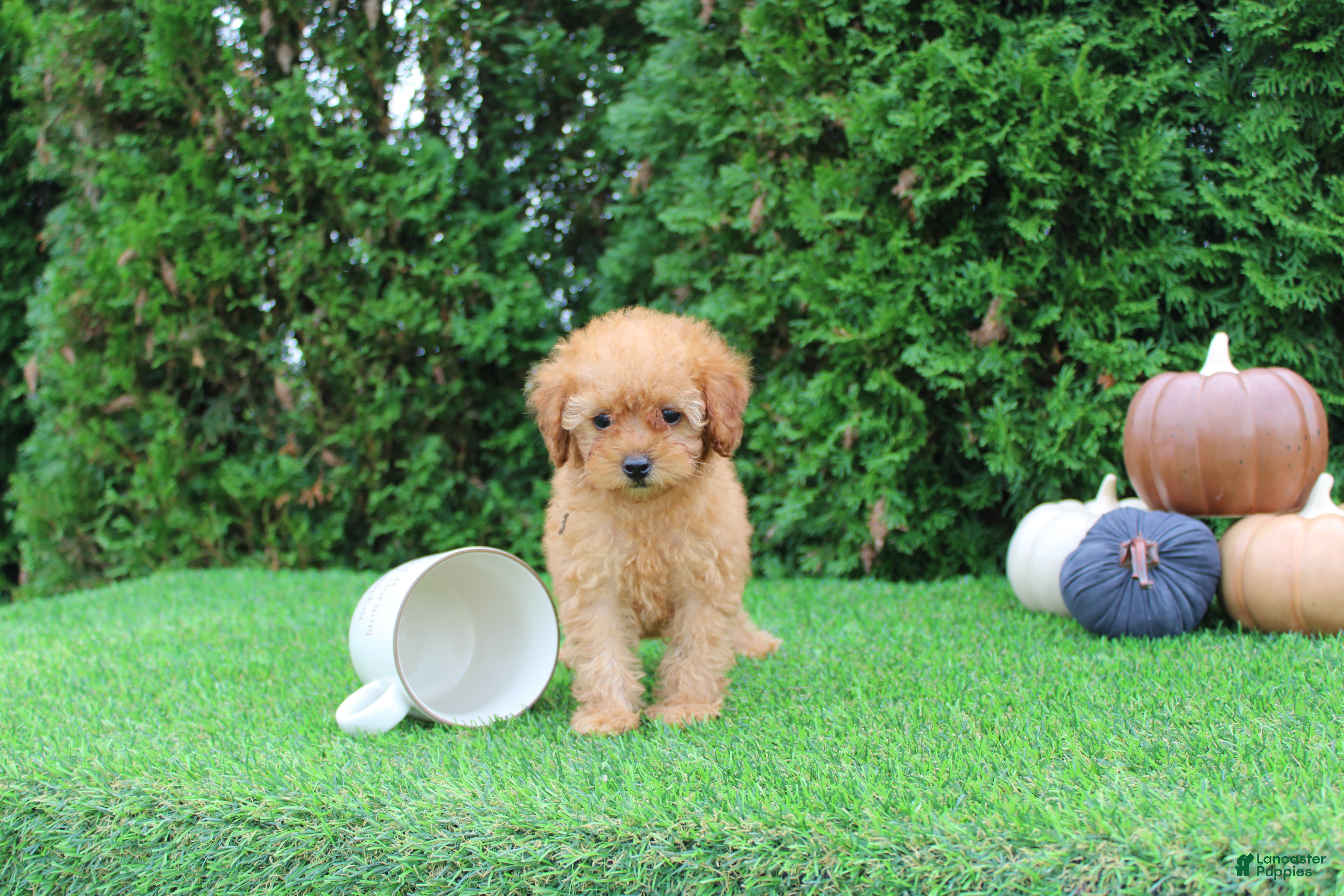 Faye, Toy Poodle