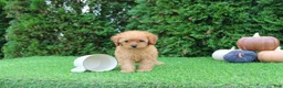 Toy Poodle dogs for sale: Faye - Ad 1