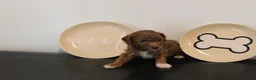 Mixed Breed dogs for sale: Red Tuxedo Male - Ad 2