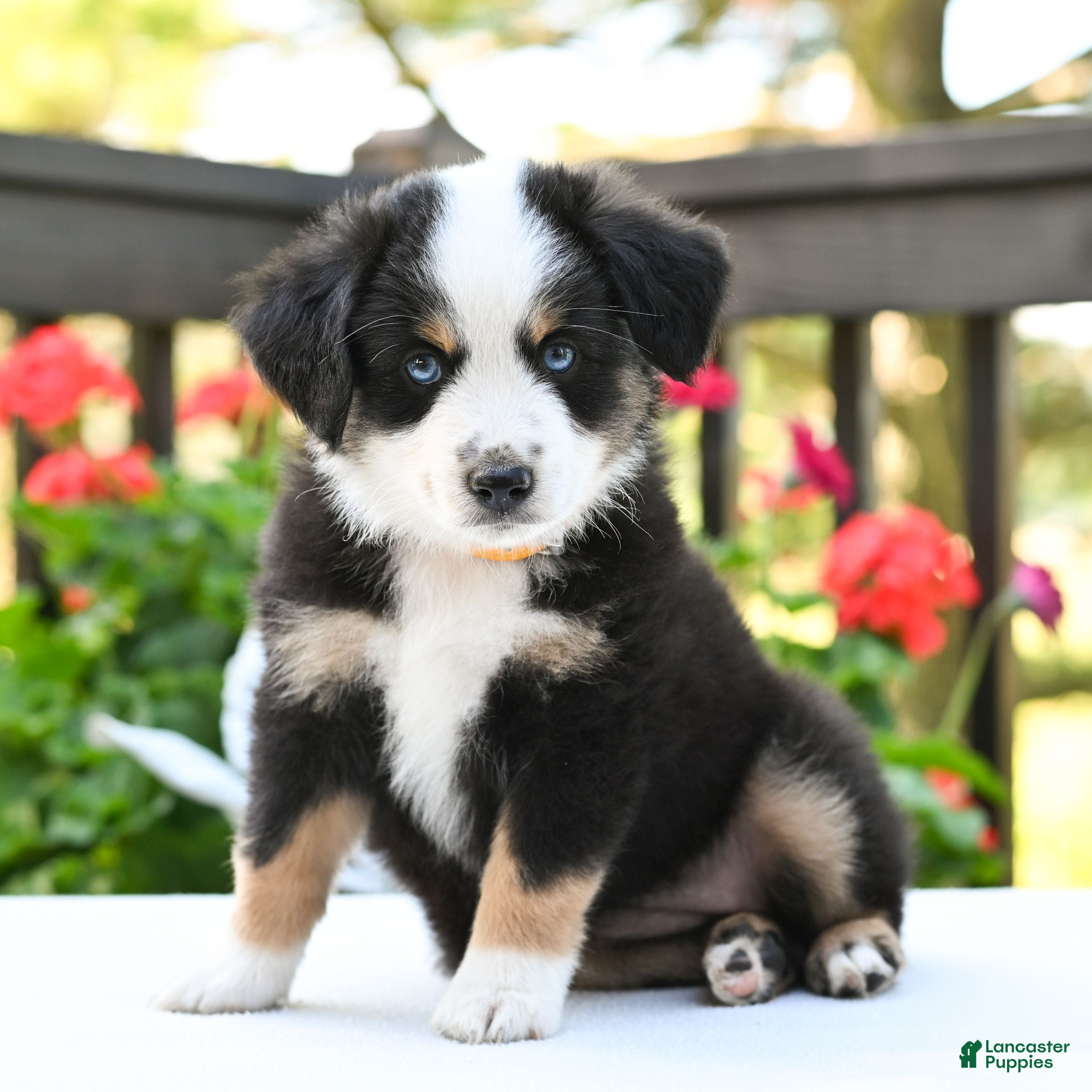 Miniature Australian Shepherd dogs Bonnie  - Ad 2