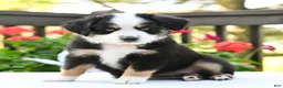 Miniature Australian Shepherd dogs for sale: Bonnie  - Ad 2