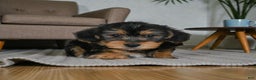 Yorkshire Terrier dogs for sale: JASPER - Ad 6