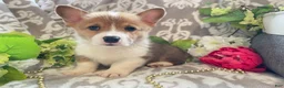Welsh Corgi Pembroke dogs for sale: Mason - Ad 4