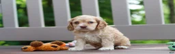 Cocker Spaniel dogs for sale: Theo - Ad 5