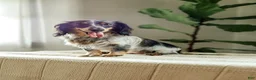 Miniature Dachshund dogs for sale: Alexis - Ad 9