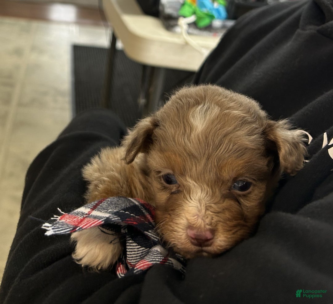 Mixed Breed dogs for sale:  dolly - Ad 6