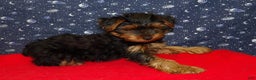 Yorkshire Terrier dogs for sale: Jacob - Ad 4