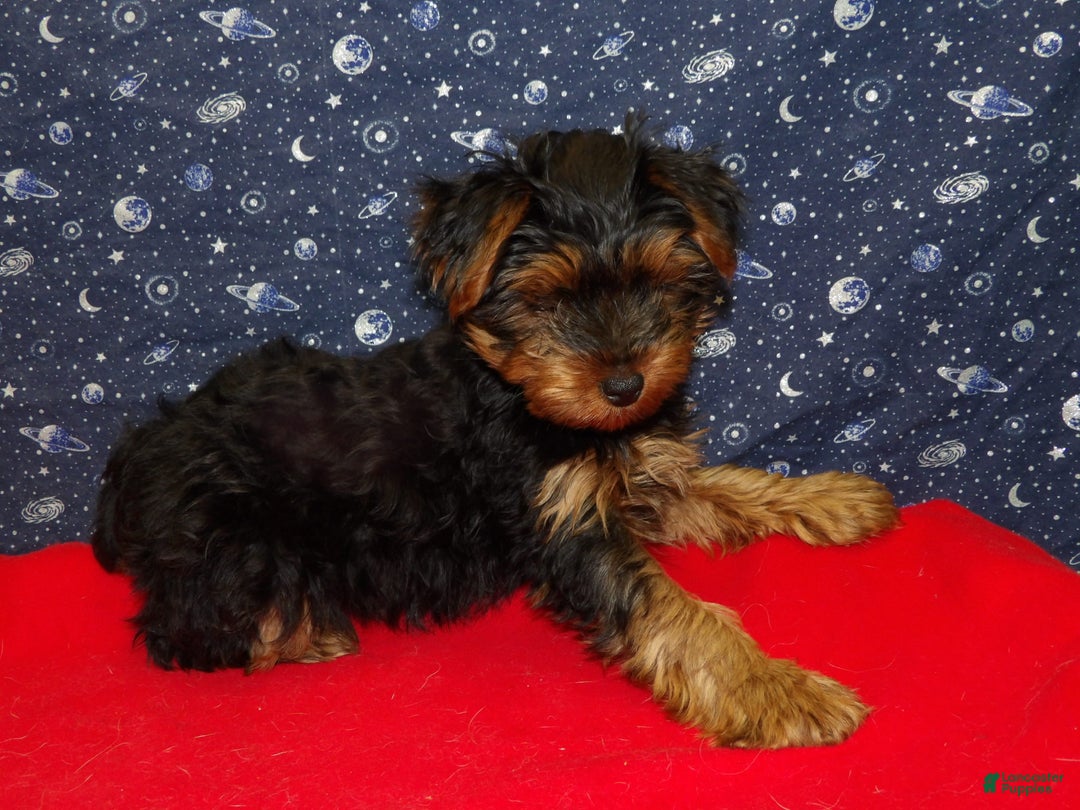 Yorkshire Terrier dogs for sale: Jacob - Ad 4