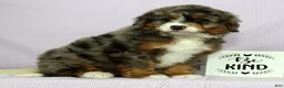 Mini Bernedoodle dogs for sale: Lexie - Ad 8