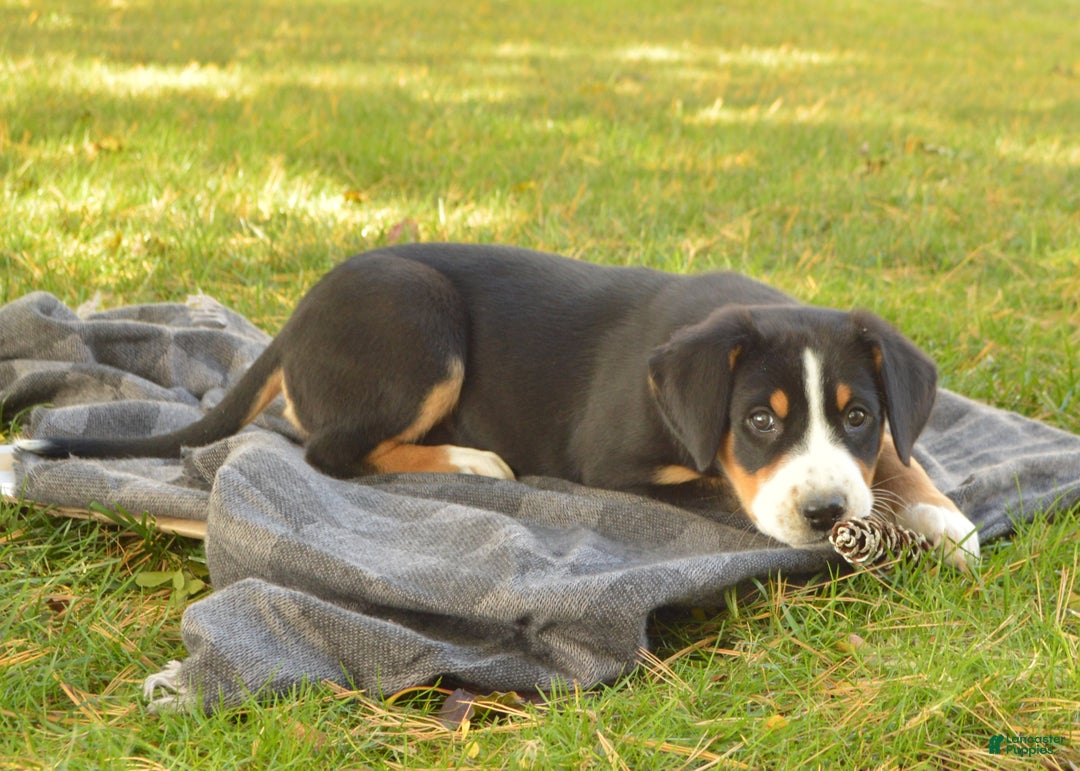 Greater Swiss Mountain Dog dogs for sale: Grace - Ad 6