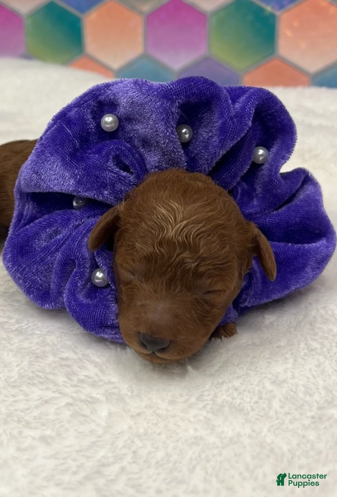 Toy Poodle dogs Purple - Ad 16