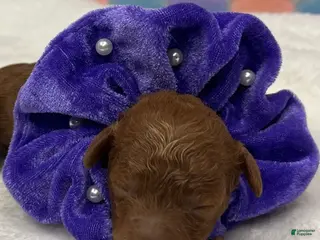Toy Poodle dogs Purple - Ad 16